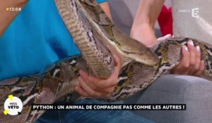 Python : un animal de compagnie pas comme les autres !