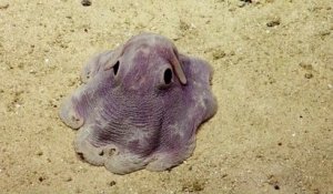 Un animal des marins trop mignon : un Grimpoteuthis, entre la pieuvre et l'éléphant!