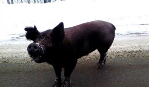 Croiser un sanglier et lui filer un cookie... Only in Bradford Maine