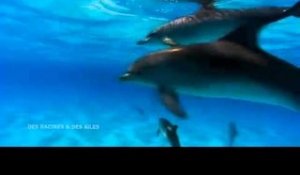 DRDA : Les Antilles - Navigation avec les dauphins