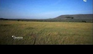 Serengeti, animaux sous surveillance - Faut Pas Rêver en Tanzanie (extrait)