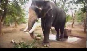 Le docteur des éléphants - Faut Pas Rêver au Kerala,Inde (extrait)