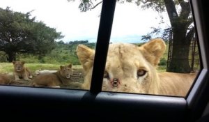 Un lion ouvre la portière d'une voiture pendant un Safari en Afrique du Sud