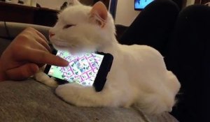 Ce petit chat sert de support pour téléphone mobile