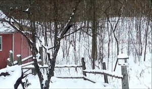 Un écureuil ivre dans la neige