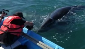 Des centaines de baleines viennent s'accoupler dans une réserve mexicaine