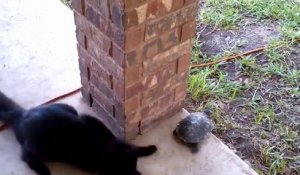 Un chat et une tortue jouent à "Attrape-moi si tu peux"