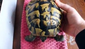 Réveiller une tortue après 4 mois d'hibernation au frigo