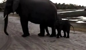 Un bébé élephant se fait peur tout seul