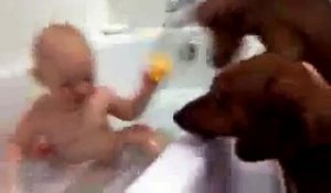 Le bébé qui ennuie les chiens dans le bain