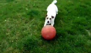 Un chien rapporte la ballle sur sa tête