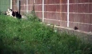 Un rat attaque un groupe de chats