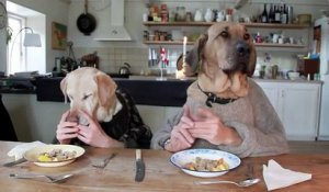 Deux chiens humanisés mangent à table...