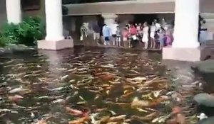 Un étang bourré de poissons affamés