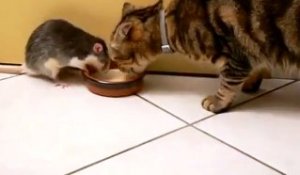 Un chat partage sa gamelle avec la souris