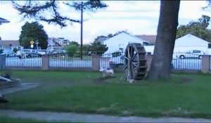 Trois chiens courent comme des dingues autour d'un arbre