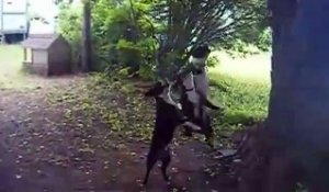 Trois chiens s'éclatent autour d'un arbre