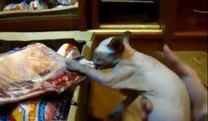 Un chat refuse de lâcher le morceau de viande