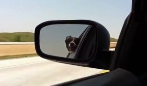 Un chien essaye de manger les voitures qui arrivent dans l'autre sens