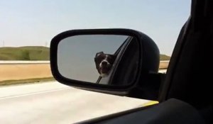 Un chien attaque les voitures sur autoroutes