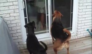 Deux chiens se battent pour un ballon de baudruche !