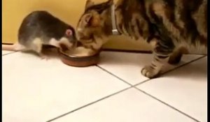 Un chat et une souris boivent du lait dans le même bol !