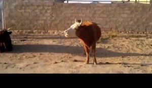 Hilarant ! Une vache qui parle !!!