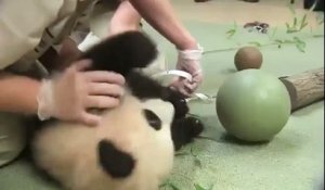 Xiao Liwu est un magnifique bébé panda