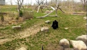 Un gorille contre une oie vous en pensez quoi ?