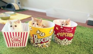 4 jolis chatons dans des boites de popcorn