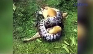 Enroulé autour d'un python, un maitre sauve son chien d'une mort certaine !