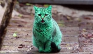 Le mystère du chat vert en Bulgrarie est résolu !