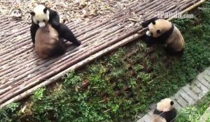 4 super pandas jouent ensemble ! Vraiment adorable !