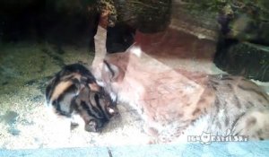 Un lynx et un chat sont des amis inséparables dans un zoo russe