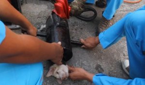 Sauvetage d'un chiot coincé dans un tuyau en métal