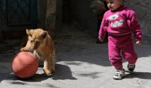 Deux lionceaux adoptés par une famille à Gaza