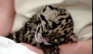 Un petit léopard s'endort en direct