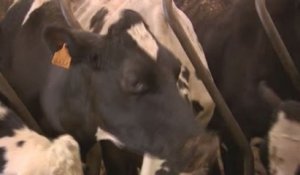 Suppression des quotas laitiers : "Qui va traire nos vaches demain ?"
