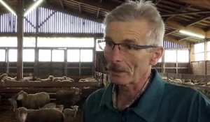 Les éleveurs d'ovins en Saône-et-Loire se préparent aux fêtes pascales