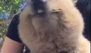 Selfie avec un quokka heureux :)