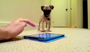 Application ipad qui fait des pets VS bébé chien = Grosse rigolade !
