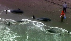 Près de 150 dauphins s'échouent sur une plage au Japon