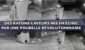 Des ratons-laveurs mis en échec par une poubelle révolutionnaire