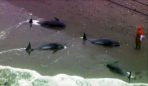 Près de 150 dauphins s'échouent sur une plage au Japon