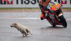 Moto GP: un chien surgit sur la piste