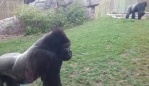 Attaque d'un gorille dans un zoo