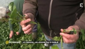 Le cresson : l'or vert de l'Ile-de-France !