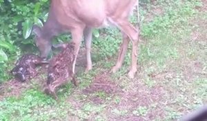 Une biche met au monde deux faons dans son jardin