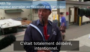 Sauvetage d'un lion de mer géant blessé par un harpon