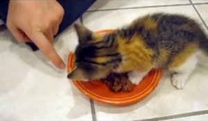 Un chaton trop mignon protège son repas...